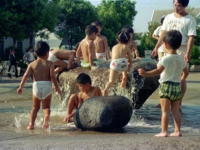 和泉のコスモス