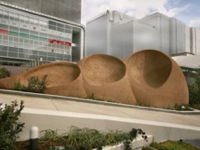 和泉のコスモス