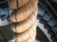 和泉のコスモス