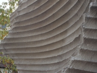 和泉のコスモス