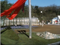 和泉のコスモス