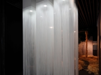 和泉のコスモス