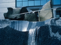 和泉のコスモス